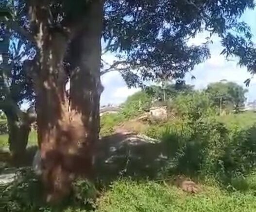 À VENDRE – 4 PARCELLES À DALOA – 2 000 000 FCFA CHACUNE.