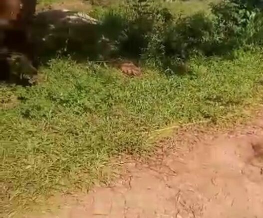 À VENDRE – 4 PARCELLES À DALOA – 2 000 000 FCFA CHACUNE.