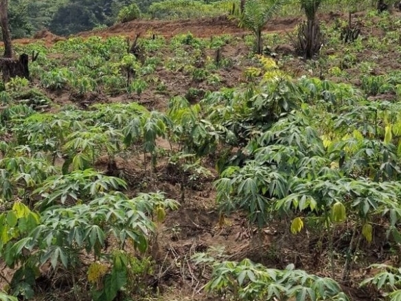 Terrain à l’angle 537 m2 + ACD à Bingerville