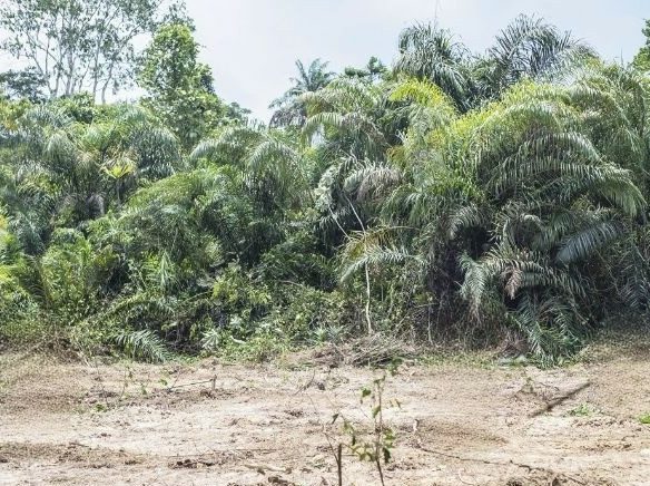 OPPORTUNITE TERRAIN AGBOVILLE