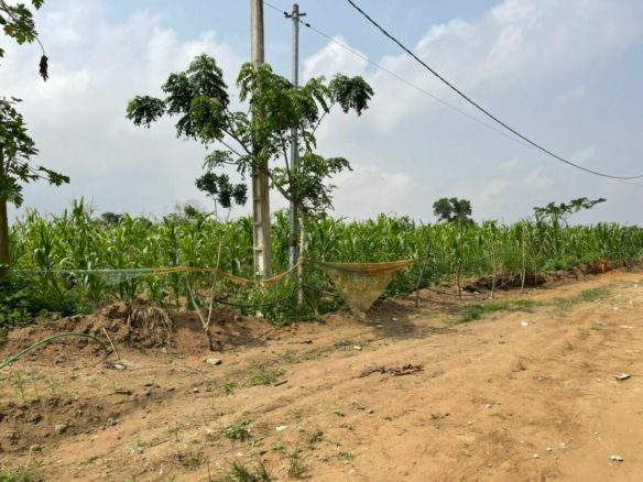 Vente de terrain à bingerville adjin site viabilisé avec toutes les commodités