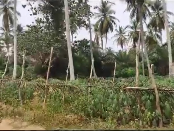 terrains de 560 m2 chacun à Jacqueville en pleine ville