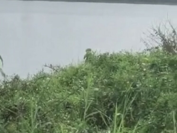 Plusieurs terrains de 1000m2 à la baie des milliardaires