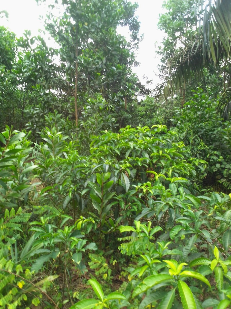 Parcelle agricole 02 hectares à Yakassé-mé