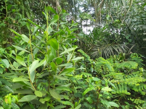 Parcelle agricole 02 hectares à Yakassé-mé