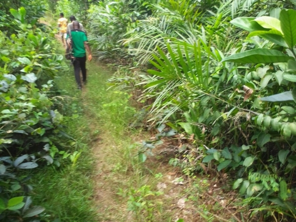 Parcelle agricole 02 hectares à Yakassé-mé