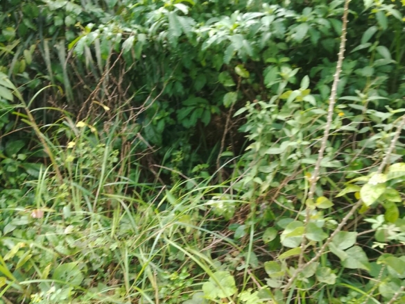 Parcelle agricole 02 hectares à Yakassé-mé