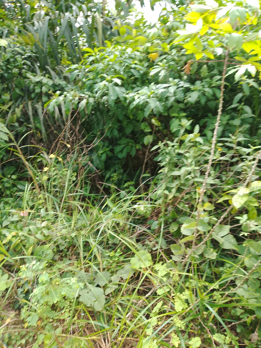 Parcelle agricole 02 hectares à Yakassé-mé