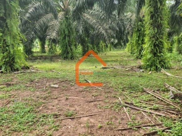 🔥 OPPORTUNITÉ RARE : 50 HECTARES EN BORDURE DE ROUTE À ADIAKÉ
