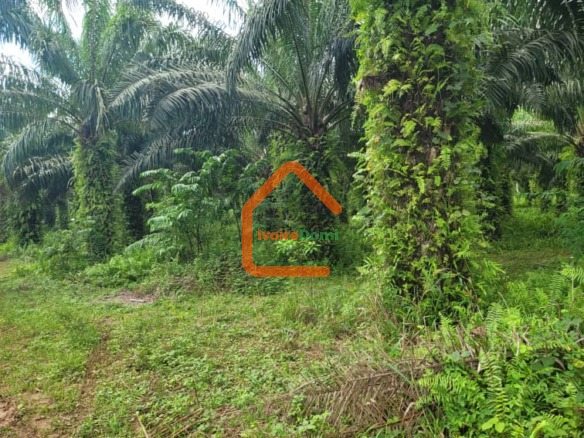 🔥 OPPORTUNITÉ RARE : 50 HECTARES EN BORDURE DE ROUTE À ADIAKÉ