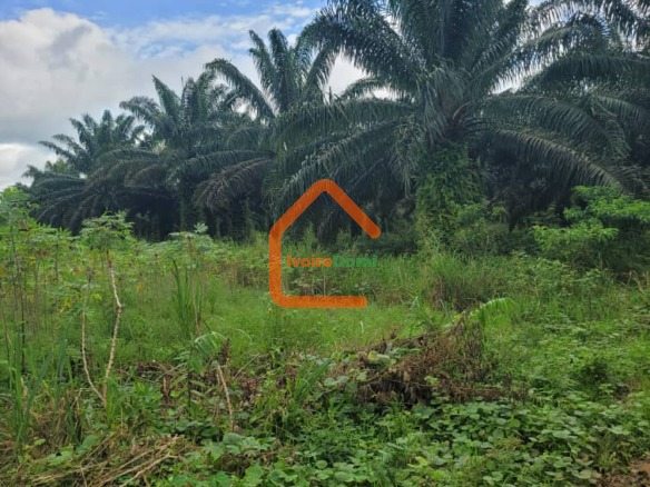 🔥 OPPORTUNITÉ RARE : 50 HECTARES EN BORDURE DE ROUTE À ADIAKÉ