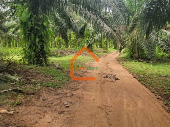 🔥 OPPORTUNITÉ RARE : 50 HECTARES EN BORDURE DE ROUTE À ADIAKÉ