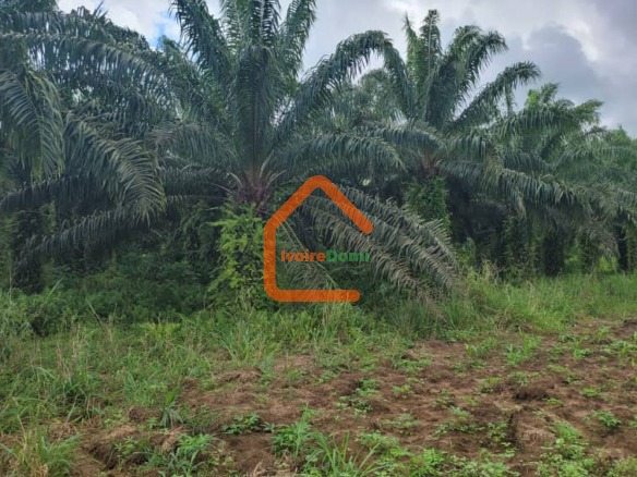 🔥 OPPORTUNITÉ RARE : 50 HECTARES EN BORDURE DE ROUTE À ADIAKÉ