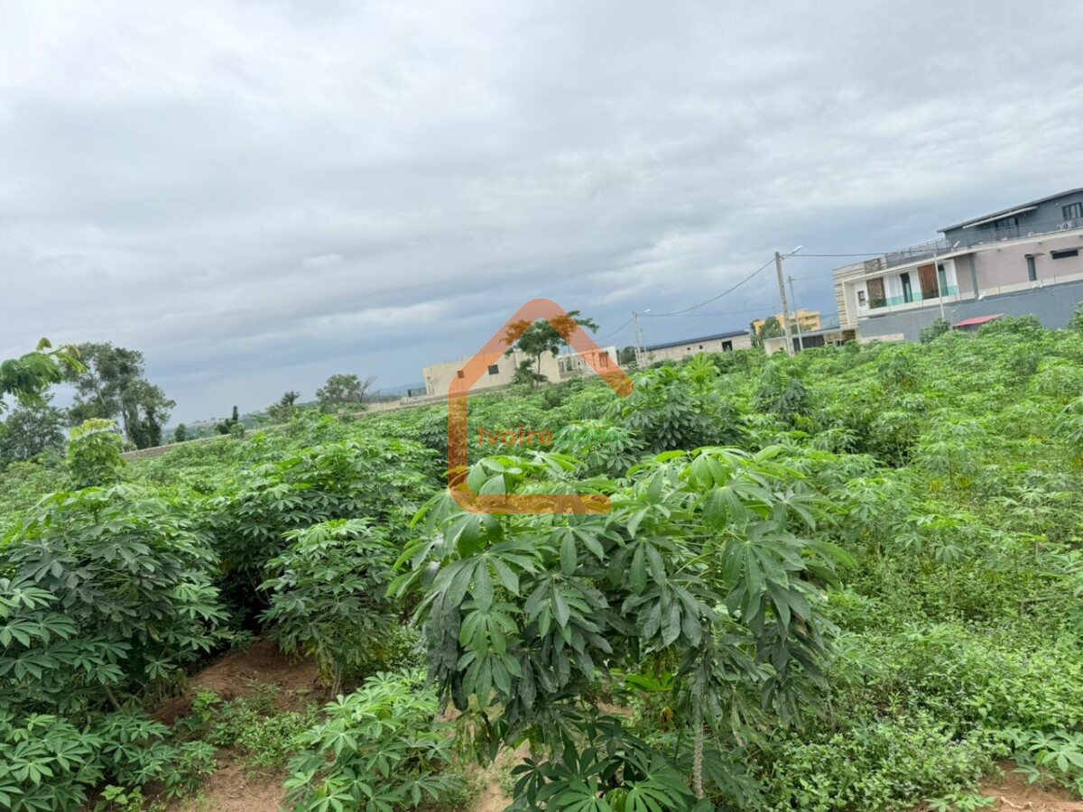 vente de terrain a bingerville