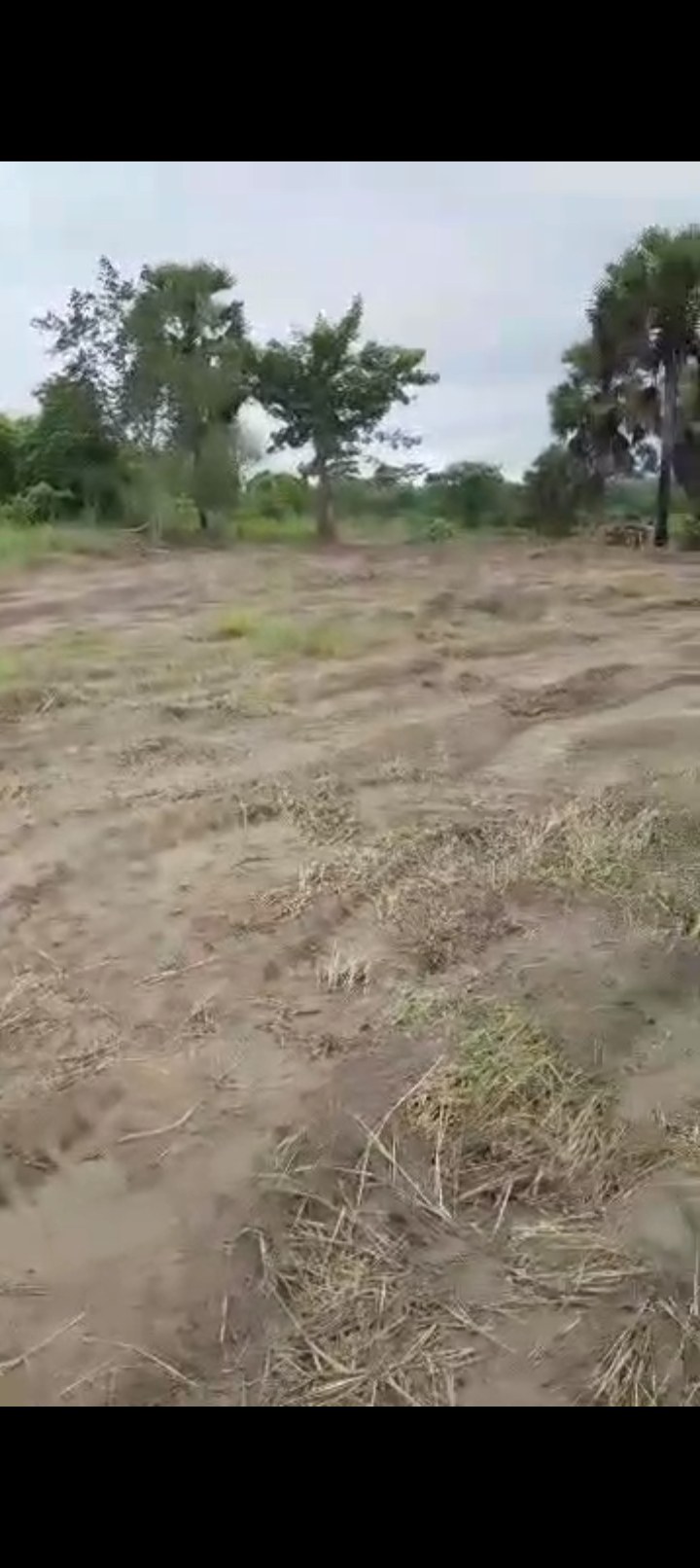 Terrain en vente à Sakiare sur l’axe Yamoussoukro – Tiebissou
