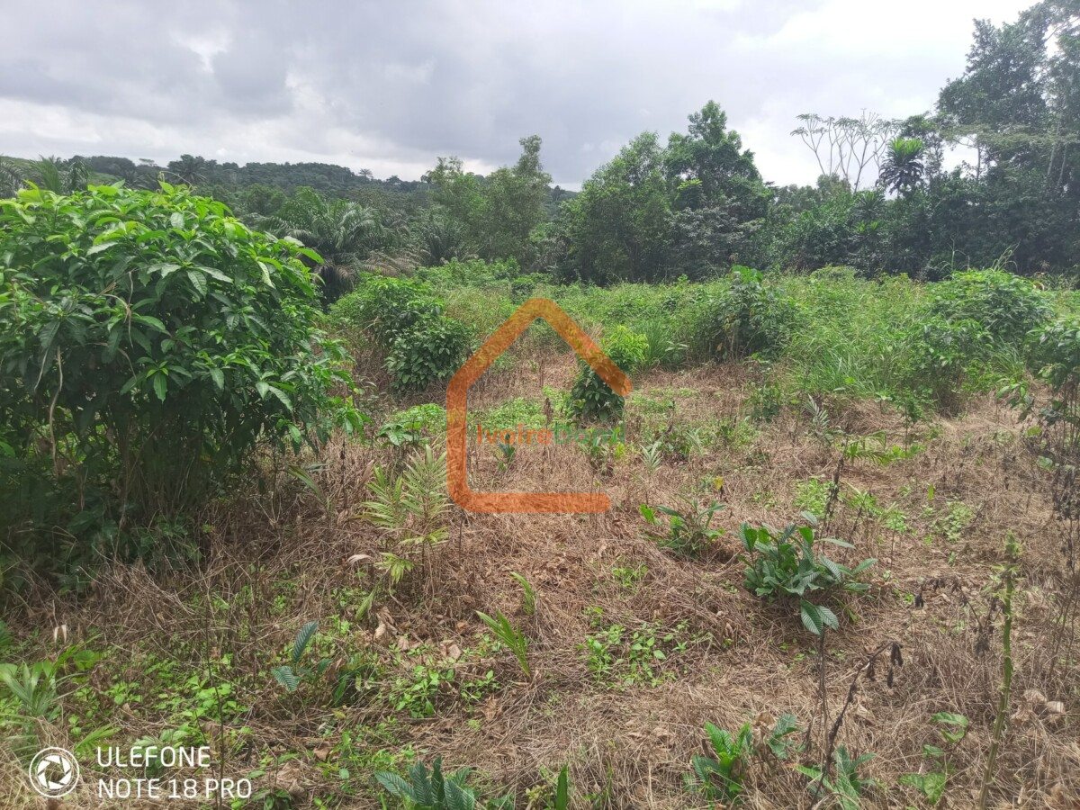 Vente de terrain à Azaguié