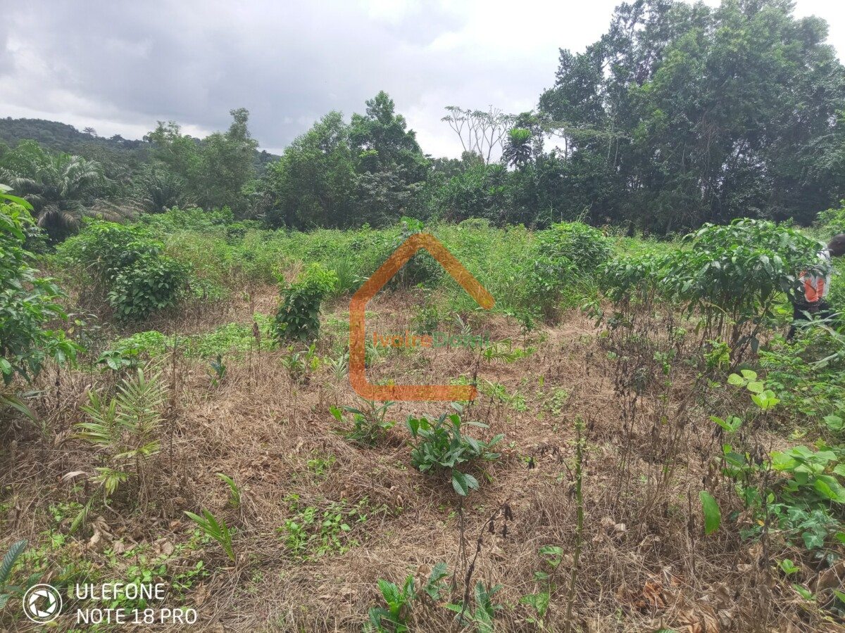 Vente de terrain à Azaguié
