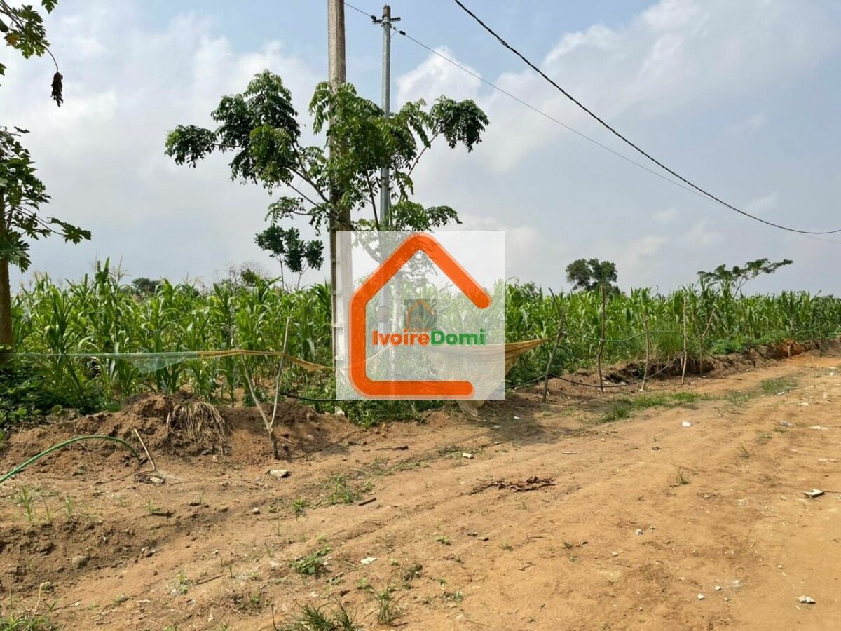 Vente de terrain à bingerville adjin site viabilisé avec toutes les commodités