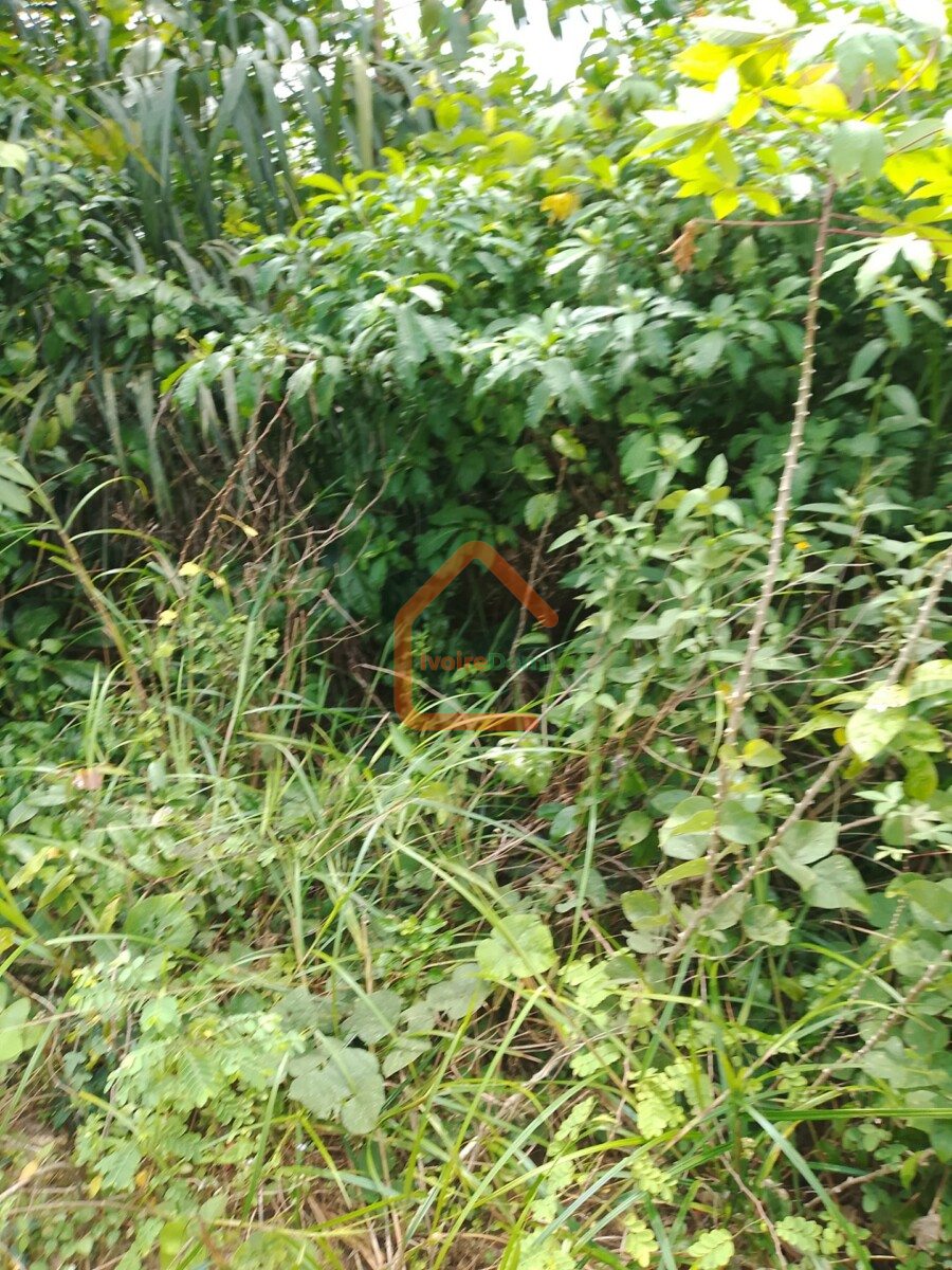 Parcelle agricole 02 hectares à Yakassé-mé