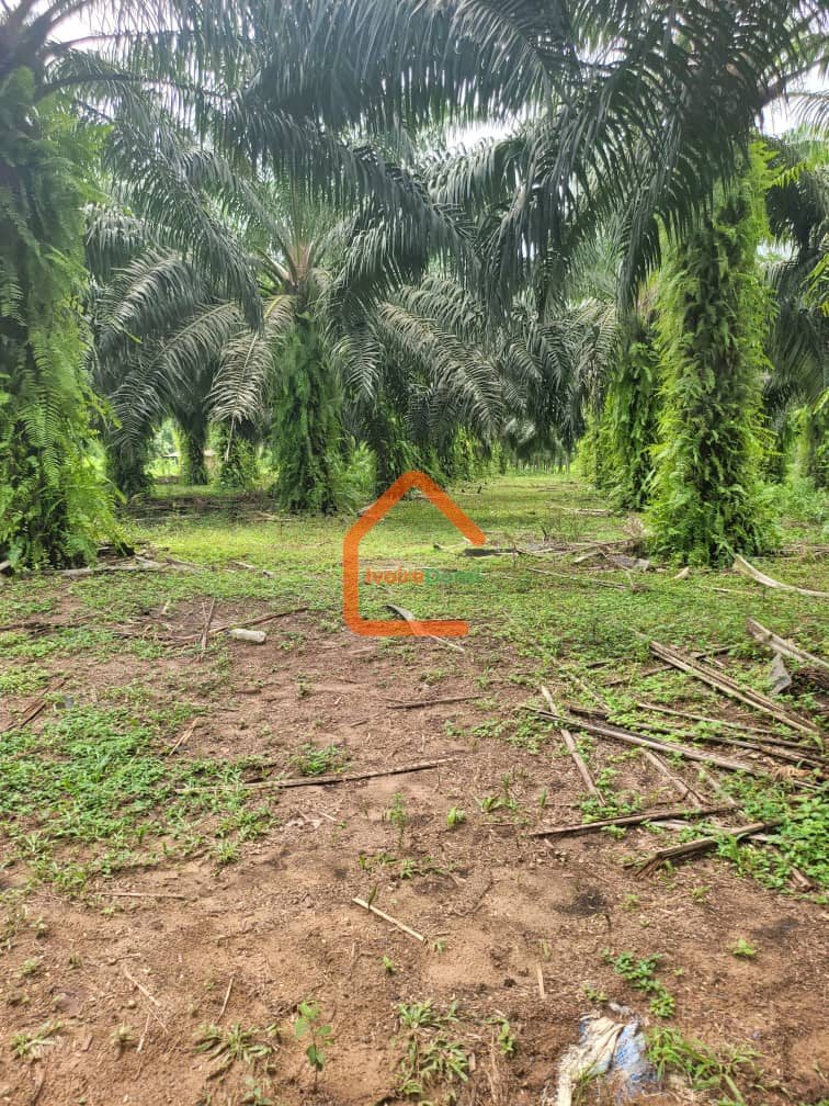 🔥 OPPORTUNITÉ RARE : 50 HECTARES EN BORDURE DE ROUTE À ADIAKÉ
