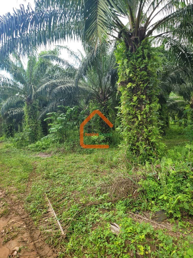 🔥 OPPORTUNITÉ RARE : 50 HECTARES EN BORDURE DE ROUTE À ADIAKÉ
