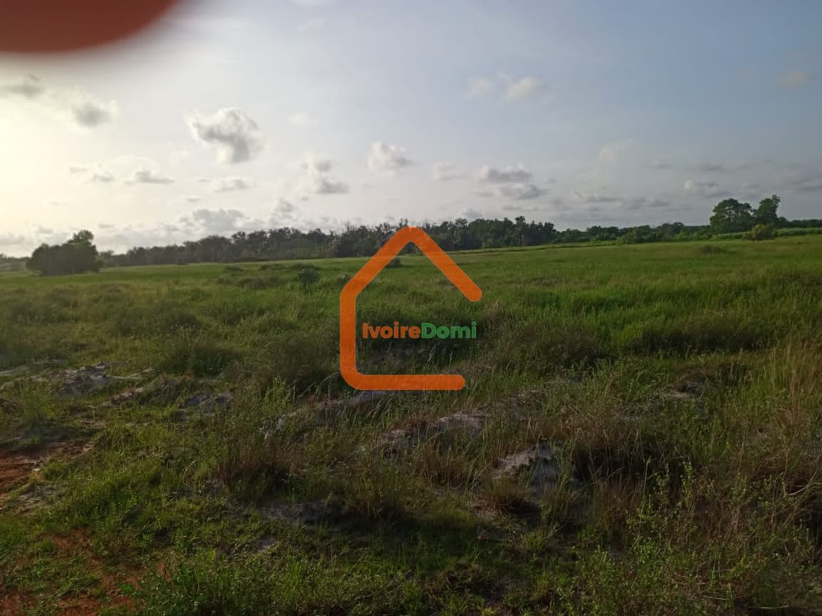 Terrain 1 hectare avec ACD à Assouindé