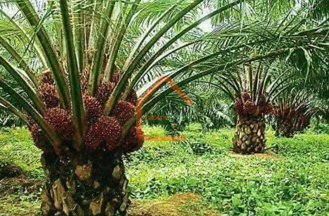 Terrain en vente à Sakiare sur l’axe Yamoussoukro – Tiebissou